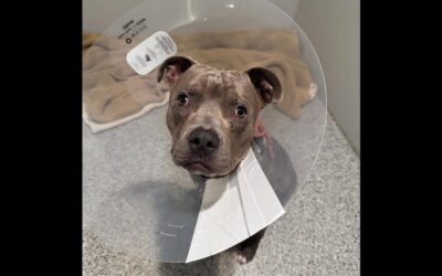 Los Angeles street survivor FRED!