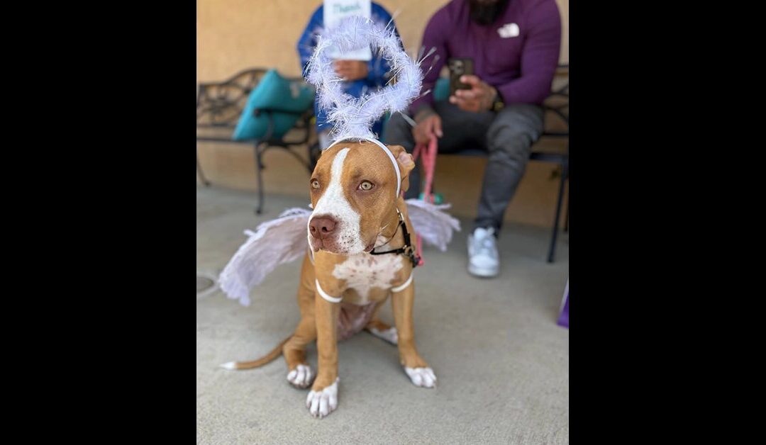 That’s a wrap on Spay & Neuter Angel Day in Ventura County, CA!!
