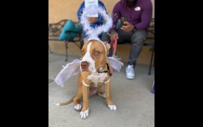 That’s a wrap on Spay & Neuter Angel Day in Ventura County, CA!!