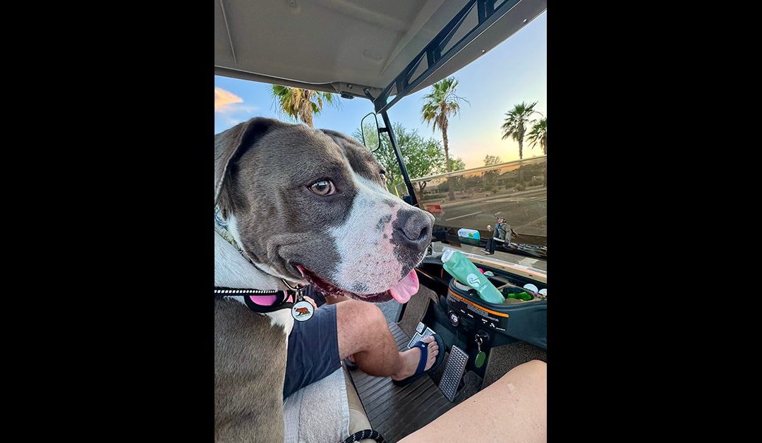 ADOPT RONDA!!!!