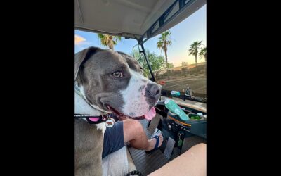 ADOPT RONDA!!!!