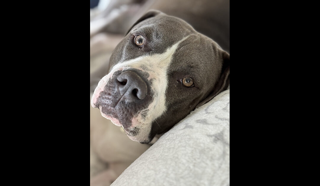 ADOPT RONDA!!