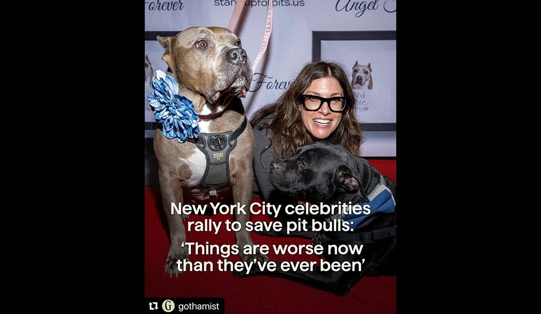NYC celebrities rally to save pit bulls: ‘Things are worse now than they’ve ever been’