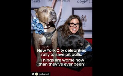 NYC celebrities rally to save pit bulls: ‘Things are worse now than they’ve ever been’