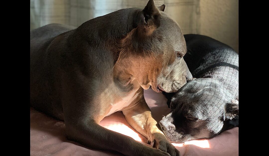 DOGS ARE FAMILY MEMBERS. PERIOD.