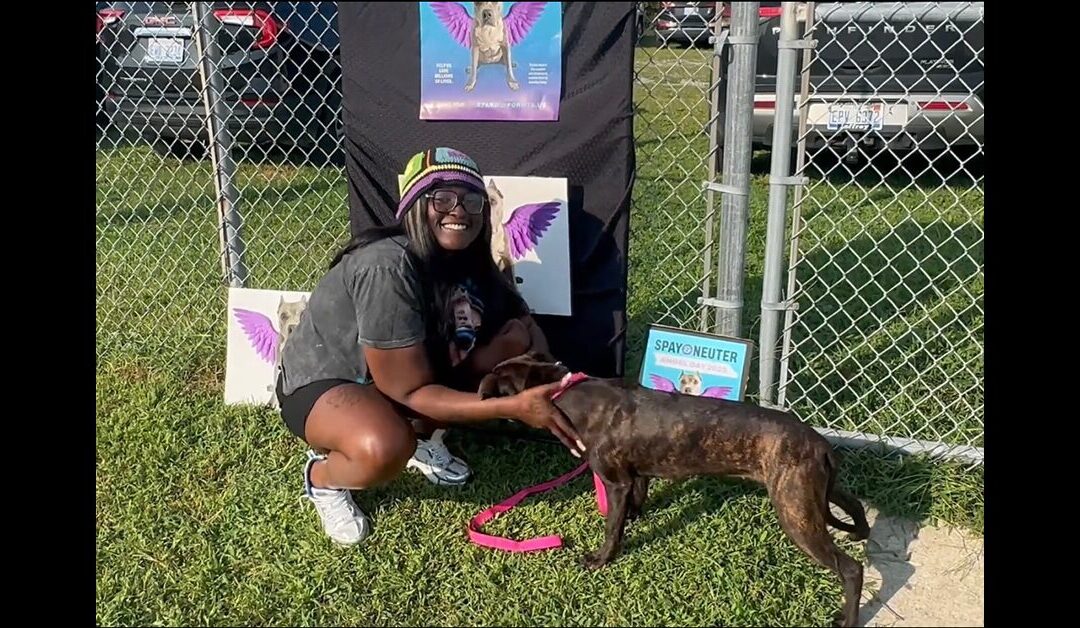 SPAY & NEUTER ANGEL DAY DETROIT!