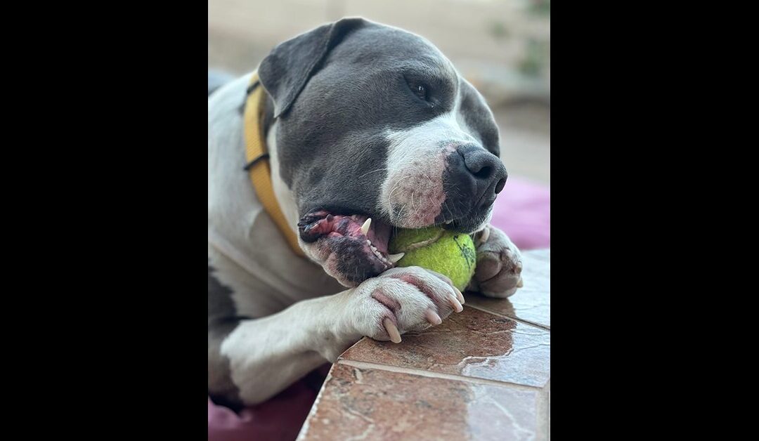 ADOPT RONDA!