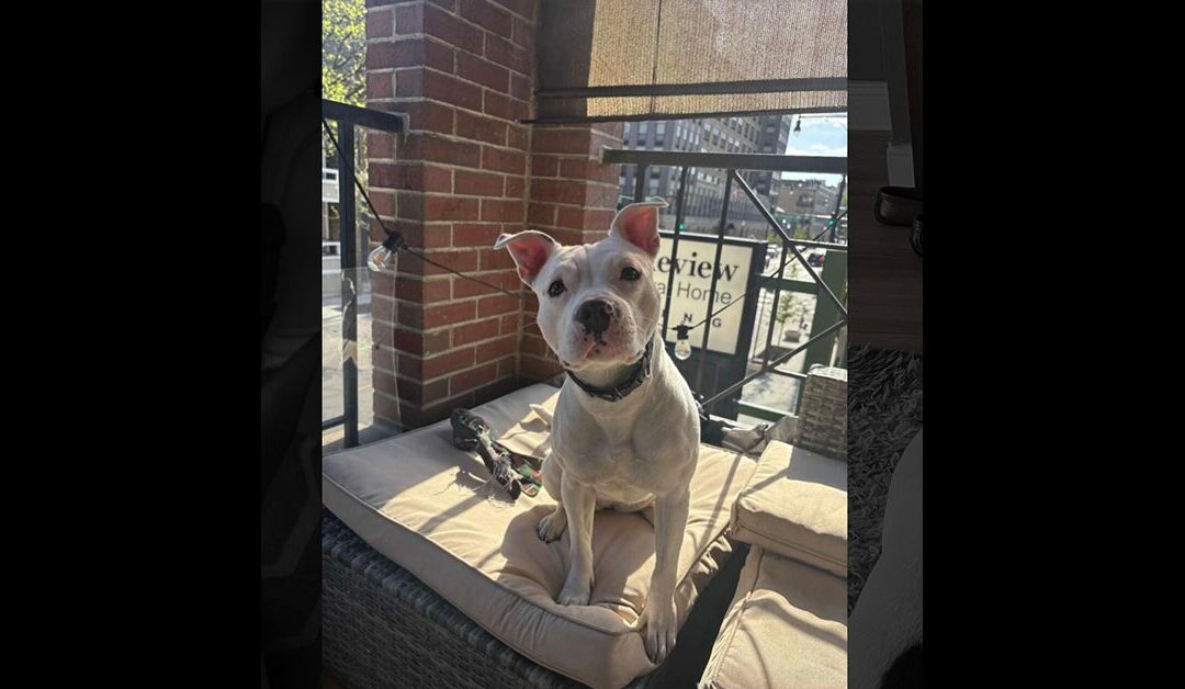 4 DAYS until Stand Up For Pits CHICAGO and this magical unicorn will be there from 3p-6p!!