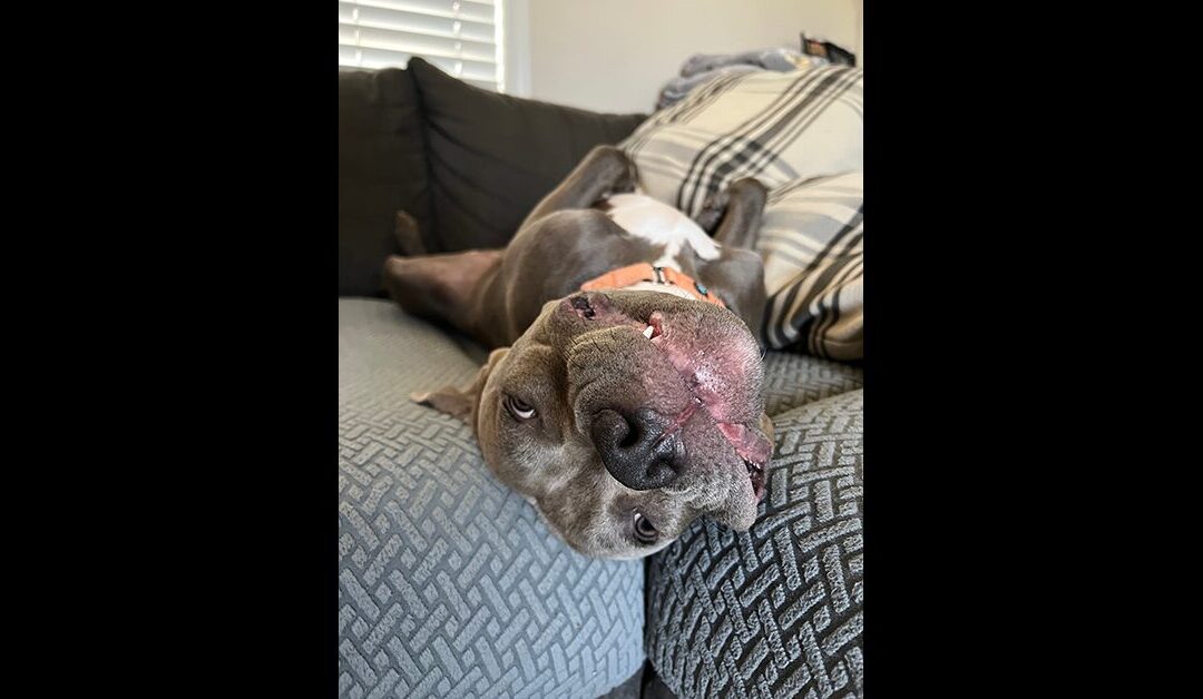 FRED IS BACK AND LOOKING FOR A HOME! (Grey hippo with the orange collar)