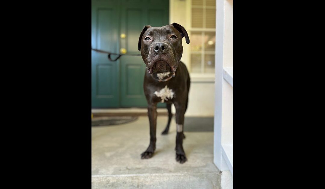 ADOPT FINN! THIS IS URGENT🚨