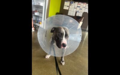 SUFP SAVES AND FUNDS YETÂ ANOTHER VICTIM OF SKID ROW. WE NAMED HIM WALTER.Â