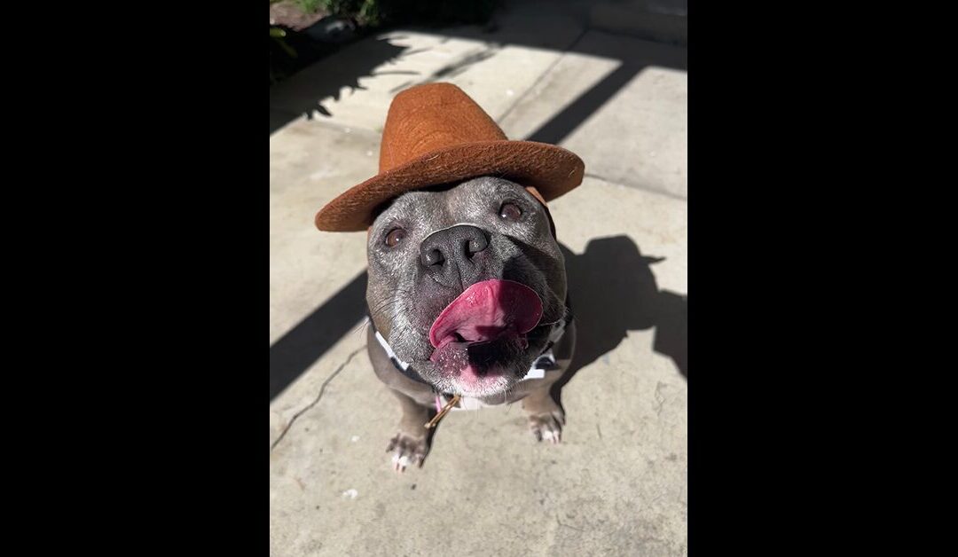 ADOPT IZZY!!!!!!!