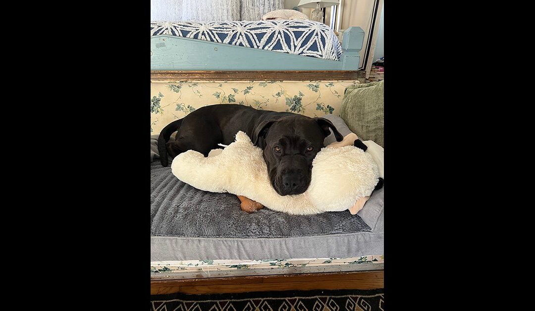 ANNIE NEEDS A HOME. PLEASE READ BELOW AND SHARE. Thank you!