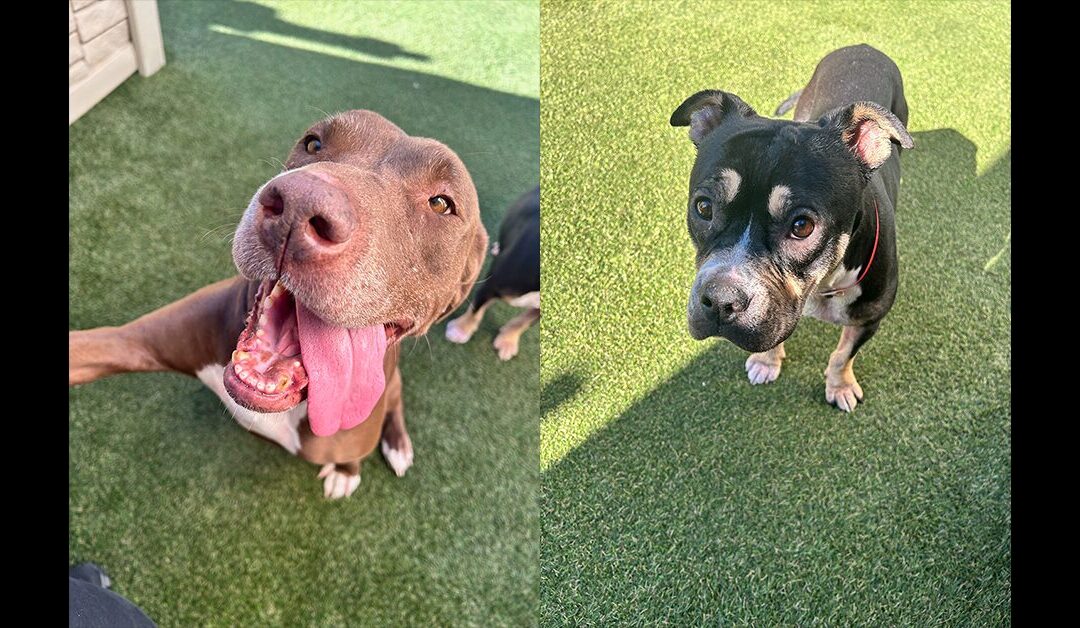 BAMBI & FLOWER NEED AN IMMEDIATE FOSTER OR ADOPTER!!