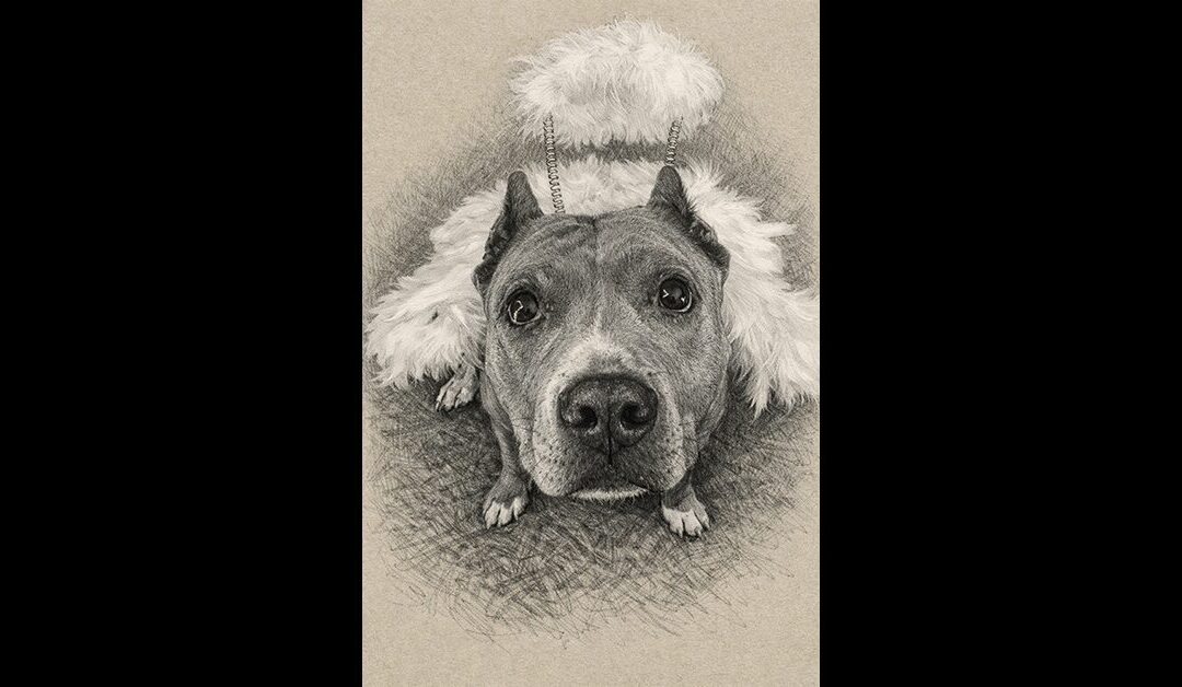 2026 Spay & Neuter Angel Day!