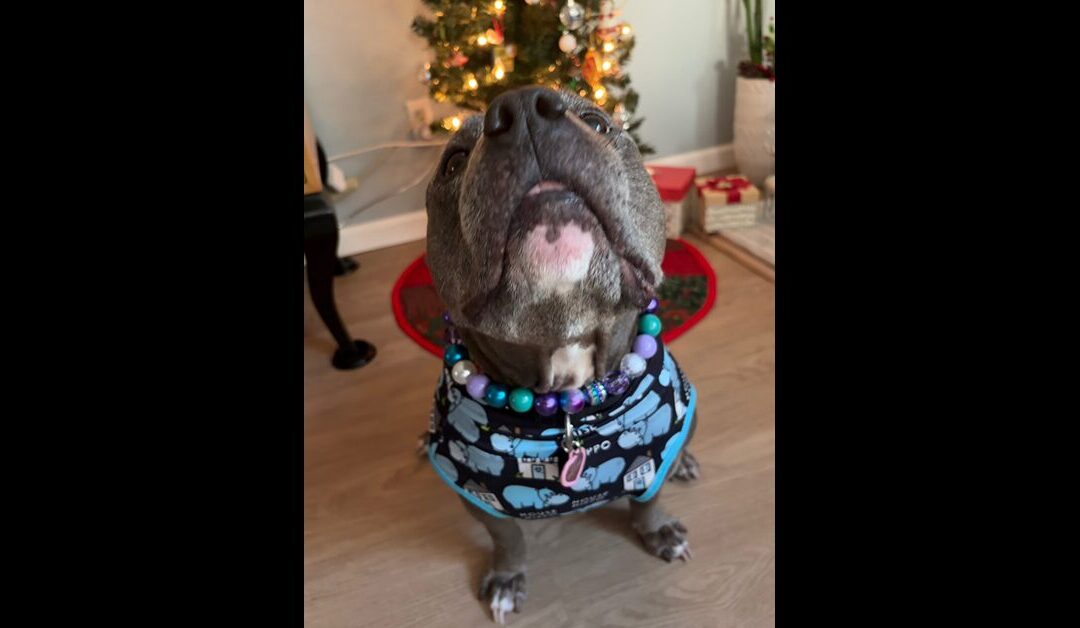 IZZY – IZZY NEEDS A FOREVER HOME!!