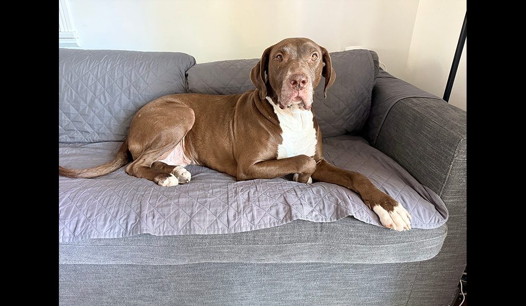 BAMBI NEEDS A HOME! PLEASE SHARE THIS ANGEL!