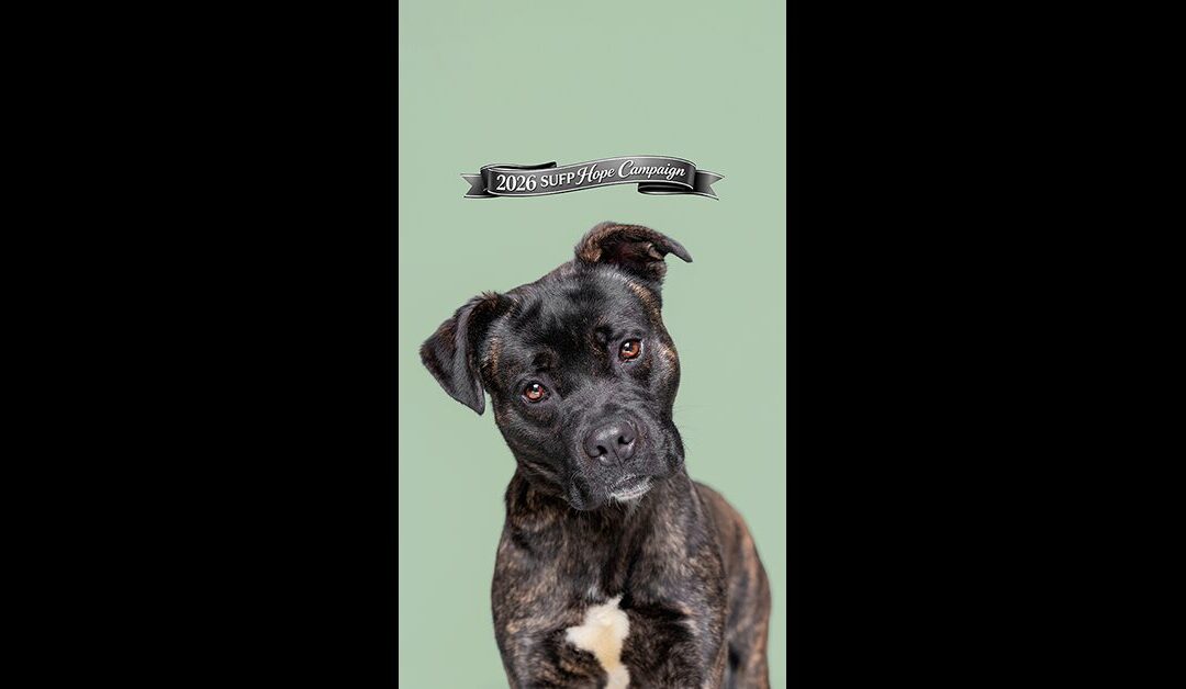 SUFP HOPE CAMPAIGN HIPP AMON WILL BE KILLED IF NOT SAVED NOW. EXTREMELY URGENT