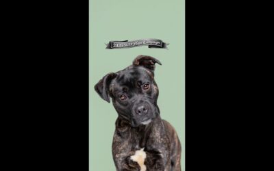 SUFP HOPE CAMPAIGN HIPP AMON WILL BE KILLED IF NOT SAVED NOW. EXTREMELY URGENT