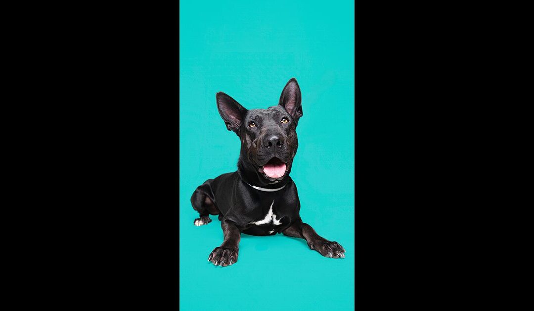 SUFP HOPE CAMPAIGN HIPPO BUDDY WILL BE KILLED IF NOT SAVED NOW. EXTREMELY URGENT!