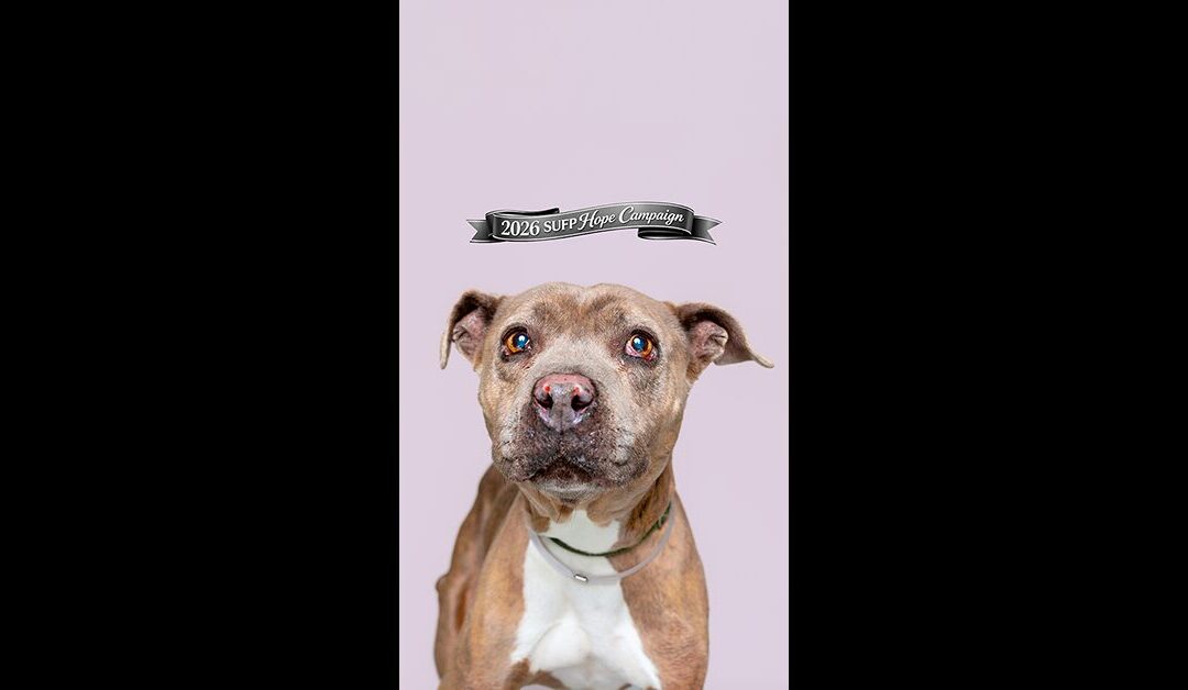 SUFP HOPE CAMPAIGN HIPPO HOLLY WILL BE KILLED IF NOT SAVED NOW. EXTREMELY URGENT!
