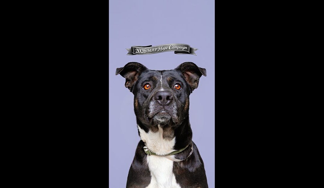 SUFP HOPE CAMPAIGN HIPPO NALA WILL BE KILLED IF NOT SAVED NOW. EXTREMELY URGENT.