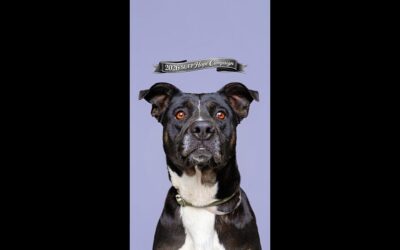 SUFP HOPE CAMPAIGN HIPPO NALA WILL BE KILLED IF NOT SAVED NOW. EXTREMELY URGENT.