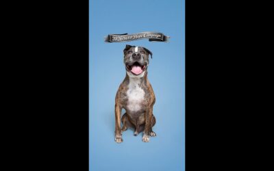 SUFP HOPE CAMPAIGN HIPPO TIGGER NEEDS OUT NOW OR WILL BE KILLED