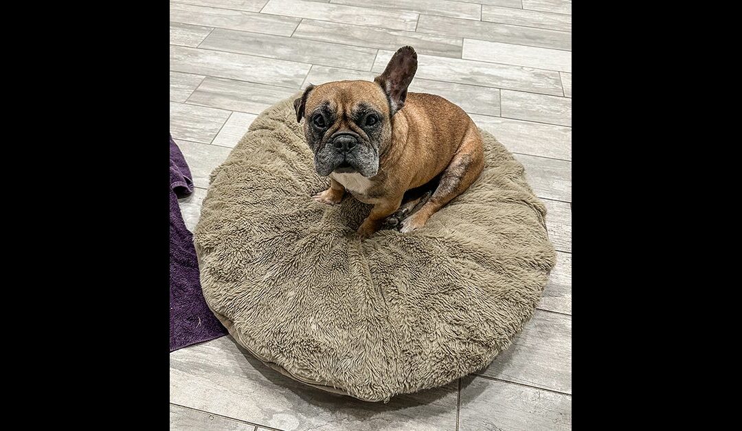 OUR PRECIOUS GLADYS HAD HER SURGERY AND IT WAS A HUGE SUCCESS!!