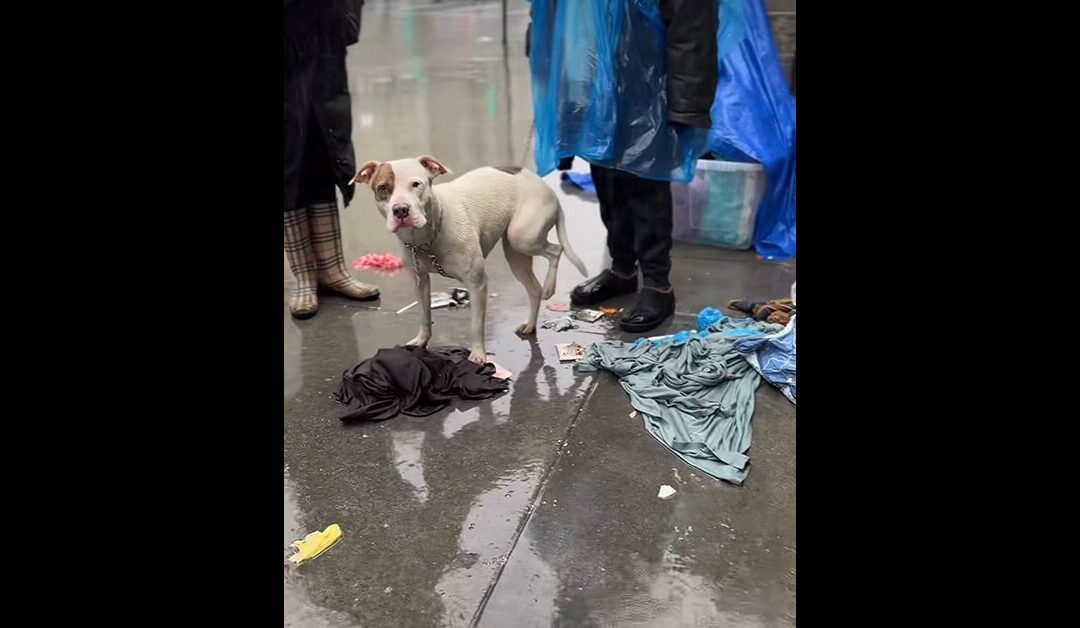 THE SUFFERING AND CRUELTY TO ANIMALS ON SKID ROW IS OUT OF CONTROL
