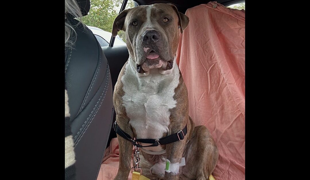 PRECIOUS BEN – THROWN FROM A CAR IN LOS ANGELES.