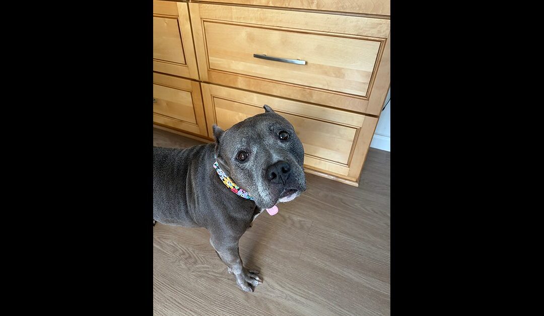 IZZY STILL NEEDS A HOME!