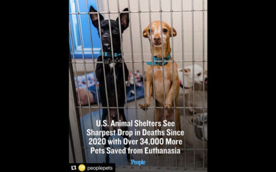“No Kill” NARRATIVE MUST STOP