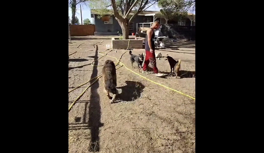 40 MORE DOGS SUFFERING AT THE HANDS OF DIANNE BEDFORD. WE ARE PROVIDING FURTHER FUNDING.