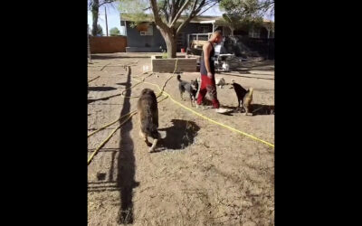 40 MORE DOGS SUFFERING AT THE HANDS OF DIANNE BEDFORD. WE ARE PROVIDING FURTHER FUNDING.