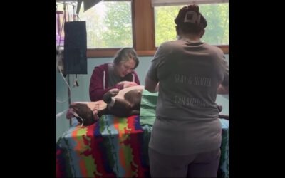 Our national Spay & Neuter Angel Day program continues on in New York!
