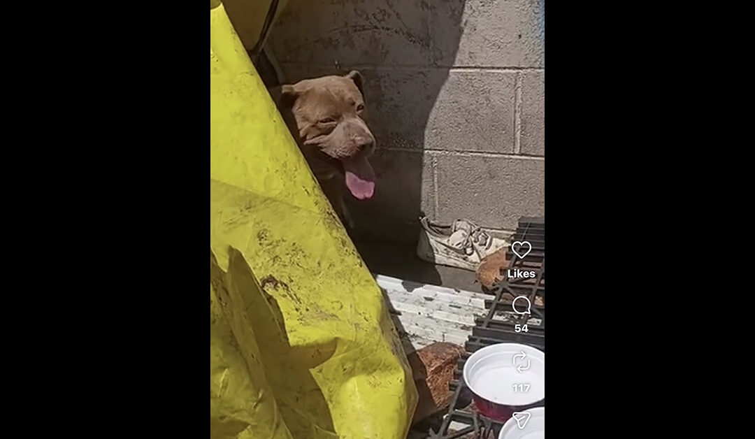WE SAVED ANOTHER ABUSED DOG FROM SKID ROW.