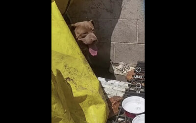 WE SAVED ANOTHER ABUSED DOG FROM SKID ROW.