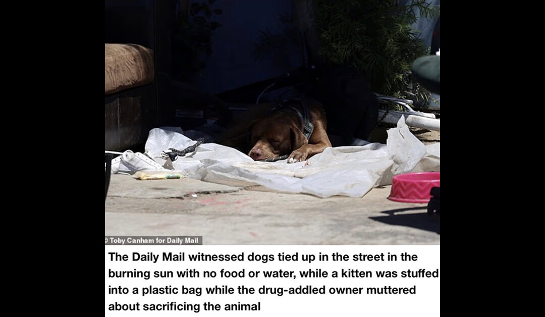 NEW DAILY MAIL PIECE ABOUT SKID ROW INCLUDING SUFP EXECUTIVE DIRECTOR REBECCA CORRY
