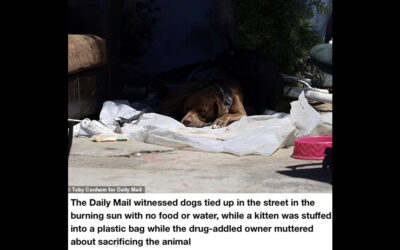 NEW DAILY MAIL PIECE ABOUT SKID ROW INCLUDING SUFP EXECUTIVE DIRECTOR REBECCA CORRY