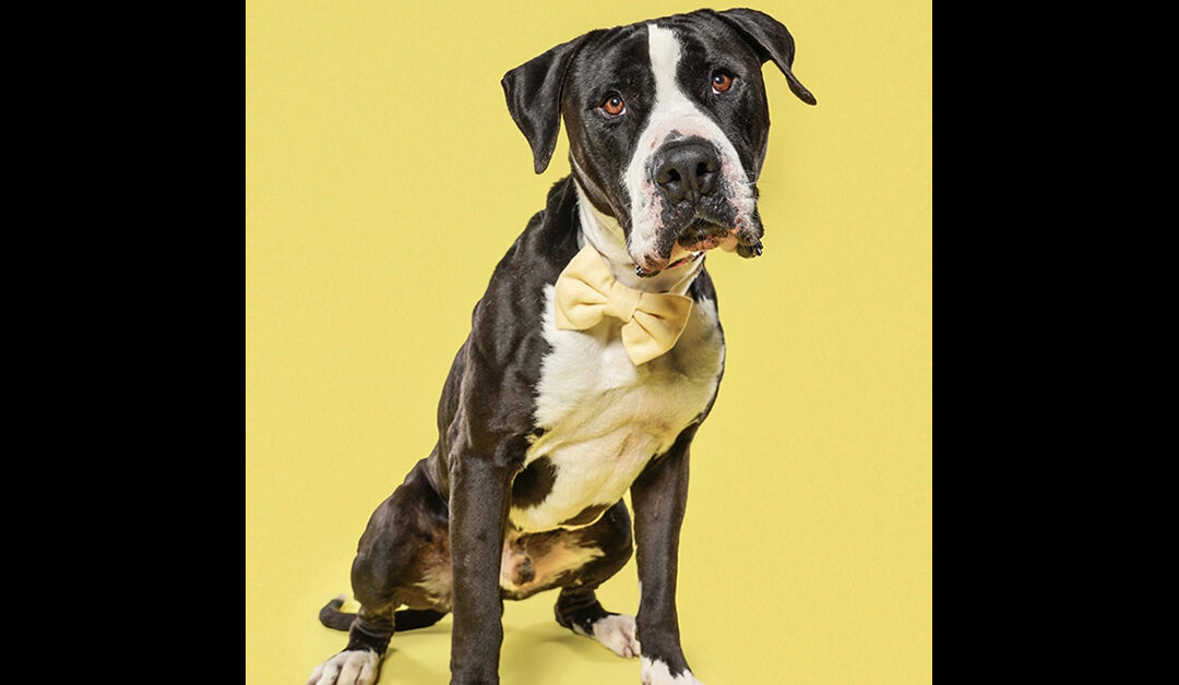 ROCKY HAS BEEN ADOPTED!!!