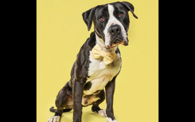 ROCKY HAS BEEN ADOPTED!!!