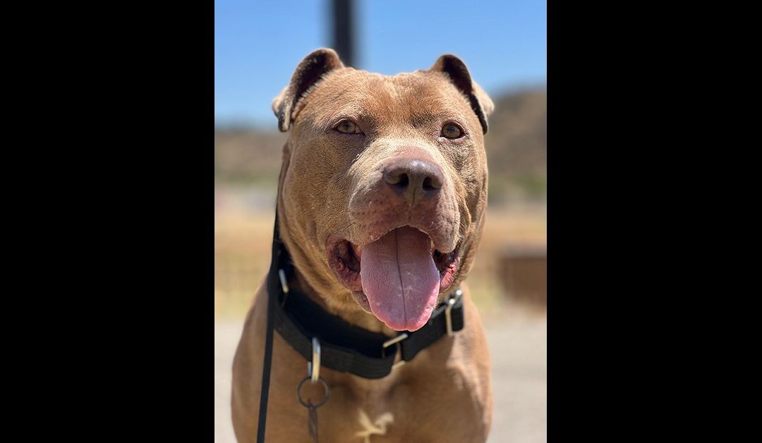 TANK NEEDS A LOVING HOME OR REPUTABLE RESPONSIBLE RESCUE