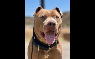 TANK NEEDS A LOVING HOME OR REPUTABLE RESPONSIBLE RESCUE