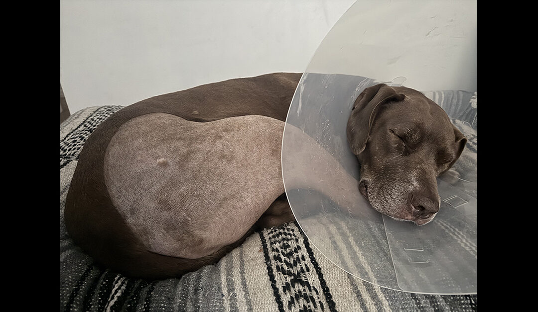 PRECIOUS BAMBERS GOT A NEW KNEE!