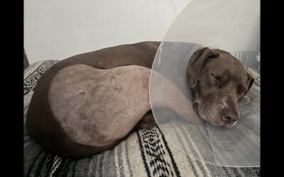 PRECIOUS BAMBERS GOT A NEW KNEE!