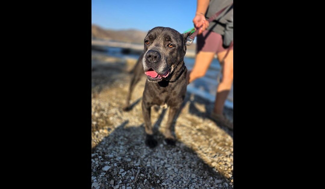 URGENT FOSTER, ADOPTER or RESCUE NEEDED FOR CANE!
