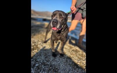 URGENT FOSTER, ADOPTER or RESCUE NEEDED FOR CANE!