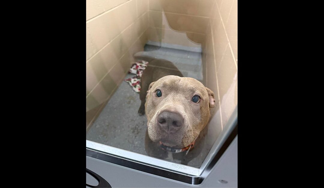 Spay & Neuter Angel Day continues in Alabama! 