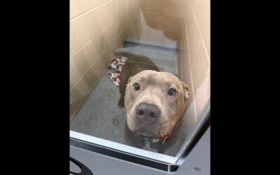Spay & Neuter Angel Day continues in Alabama!